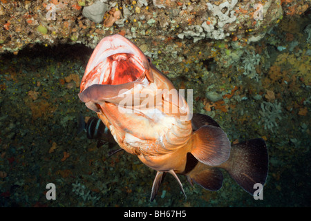 Mérou sombre bouche ouverte, Epinephelus marginatus, Dofi Nord, Îles Medes, Costa Brava, Espagne, Mer Méditerranée Banque D'Images