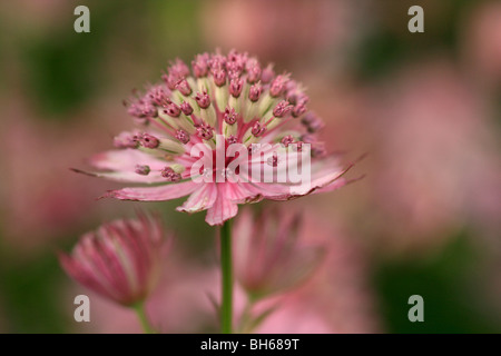 Astrantia développe à Alnwick Gardens à Alnwick, Northumberland, Angleterre. Banque D'Images