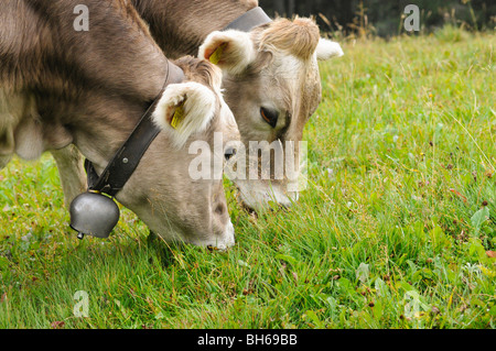 La Suisse Brune (bruna alpina) vaches qui paissent dans les prairies alpines au-dessus de Lenzerheide, Grisons, Suisse Banque D'Images