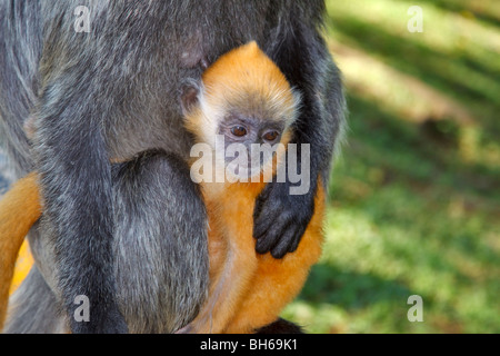 Bébé lutung argenté (Trachypithecus cristatus cristatus) selangorensis (ou). Banque D'Images