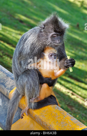 Bébé lutung argenté (Trachypithecus cristatus cristatus) selangorensis (ou). Banque D'Images