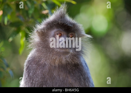 (Trachypithecus cristatus lutung argenté (selangorensis ou cristatus). Banque D'Images