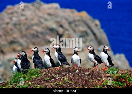 Le macareux moine, Fratercula arctica, nichant sur l'Île aux Oiseaux près de la côte de phare du cap Bonavista, Bonavista Peninsula, Banque D'Images