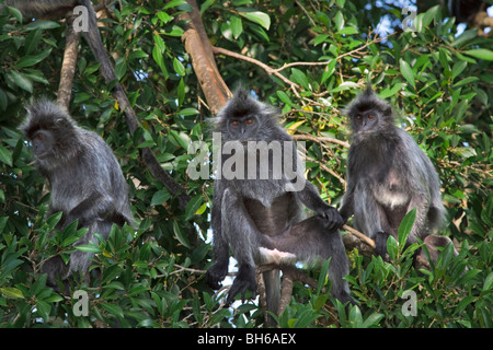 Lutungs argenté dans un arbre (Trachypithecus cristatus cristatus) selangorensis (ou). Banque D'Images