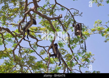 Lutungs (Trachypithecus cristatus argenté (selangorensis ou cristatus) dans un arbre de pluie (saman Albizia). Banque D'Images