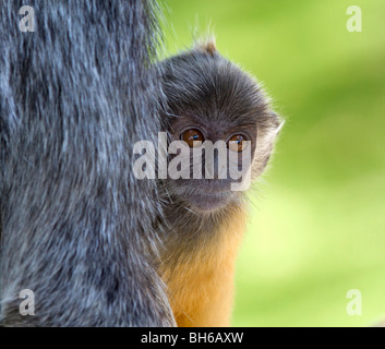 Bébé argenté lutung peeping depuis la sécurité de sa mère (Trachypithecus cristatus cristatus) selangorensis (ou). Banque D'Images