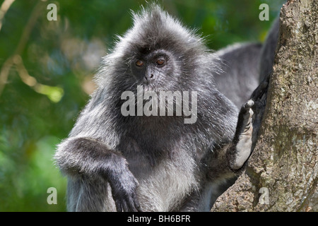 Lutung argenté dans un arbre (Trachypithecus cristatus (selangorensis ou cristatus). Banque D'Images