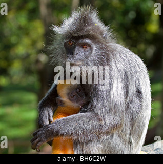 Femelle argenté lutung avec bébé (Trachypithecus cristatus cristatus) selangorensis (ou) Banque D'Images