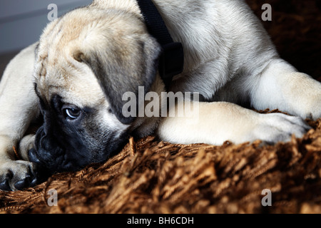 Chiot Bullmastiff, Mastiff Bull chiot Banque D'Images