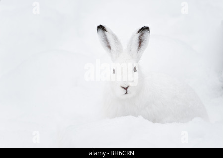 Lièvre (lat. Lepus timidus) avec de la fourrure blanche assis dans la neige en hiver Banque D'Images