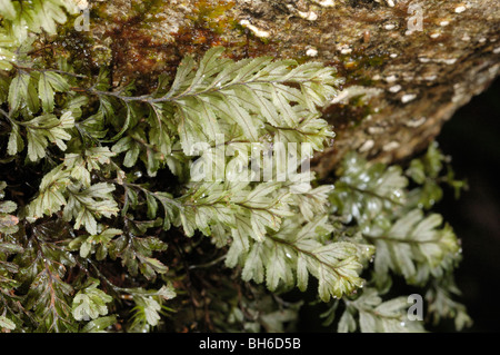 Wilson's Filmy-fougère, hymenophyllum wilsonii Banque D'Images