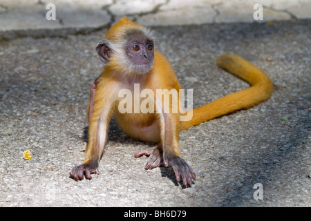 Bébé lutung argenté (Trachypithecus cristatus (selangorensis ou cristatus). Banque D'Images