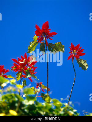 Poinsettia Banque D'Images