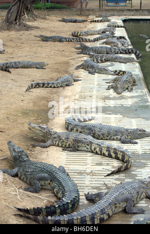 Ferme des Crocodiles près de Bangkok en Thaïlande Banque D'Images