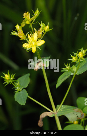 Tige carrée à St John's wort, hypericum tetrapterum Banque D'Images