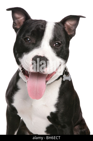 Staffordshire Bull Terrier chien mâle adulte unique séance Studio Banque D'Images