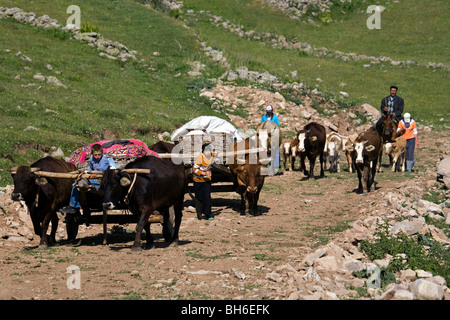 Voyager avec des charrettes à bœuf à Highlands, Posof Ardahan la Turquie. Banque D'Images