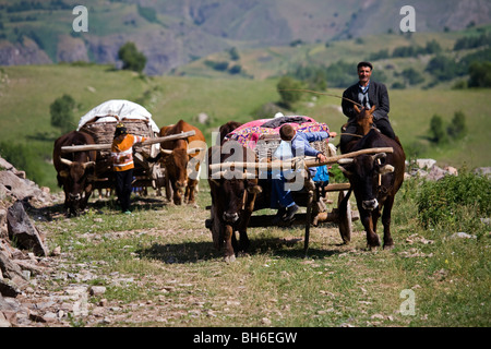 Voyager avec des charrettes à bœuf à Highlands, Posof Ardahan la Turquie. Banque D'Images