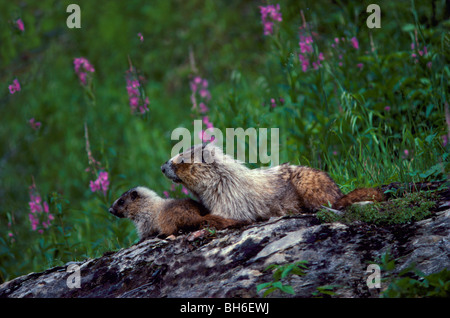 La Marmotte des Rocheuses (Marmota caligata) soleil sur Rock en soleil, parc national Yoho, en Colombie-Britannique, British Columbia, Canada Banque D'Images