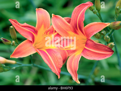 Deux Fleurs de Lys Orange Banque D'Images