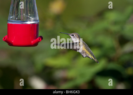 Calypte anna Anna's Hummingbird hovering femelle à une mangeoire à Nanaimo, île de Vancouver, BC Canada en Septembre Banque D'Images