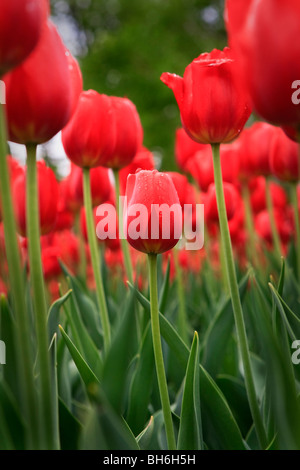 Un faible dans la perspective d'un groupe de fleurs de tulipes orange sur show à Ottawa, Ontario, Canada. Banque D'Images