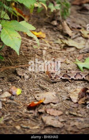 Grand SERPENT COPPERHEAD PORTANT SUR UN SENTIER DE PÊCHE CAMPING VENIMEUX DANGEREUX Morsure de serpent le plus fréquent en France Banque D'Images