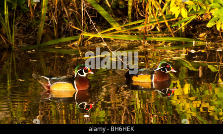 Boise, Idaho Kathryn Albertson Park. Les canards branchus mâles se reflétant dans l'étang. Banque D'Images