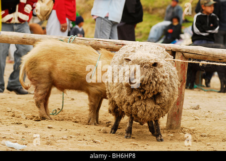 L'Équateur, Otavalo, fuzzy moutons et un sale cochon attaché à une barrière en bois au marché de bétail Banque D'Images