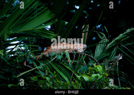 Iguane vert, Parc National de Tortuguero Costa Rica Banque D'Images