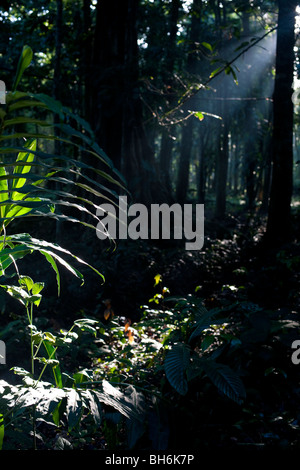 Flux de lumière à travers la canopée de la forêt à Punta Uva, Puerto Viejo, Costa Rica Banque D'Images