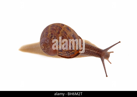 Escargot isolé sur un fond blanc. Vue d'en haut. Banque D'Images