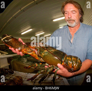 La Nouvelle-Écosse, Yarmouth, pêcheur de homard de 18 livres holding, Stanley's Lobster Pound Banque D'Images
