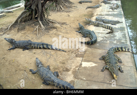 Ferme des Crocodiles près de Bangkok en Thaïlande Banque D'Images