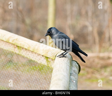 Choucas, Corvus monedula, perché sur une clôture à Slimbridge WWT dans le Gloucestershire Banque D'Images