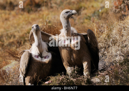 Vautour fauve (Gyps fulvus) photographié en France Banque D'Images