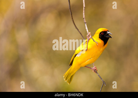 Cape weaver (Ploceus capensis) Banque D'Images