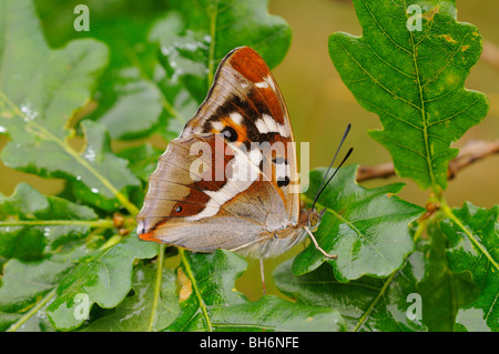 Purple Emperor Apatura iris photographié en France Banque D'Images