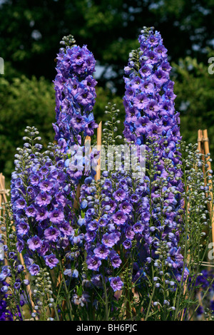 Blooming Delphiniums à jardin d'Alnwick dans le Northumberland. Banque D'Images