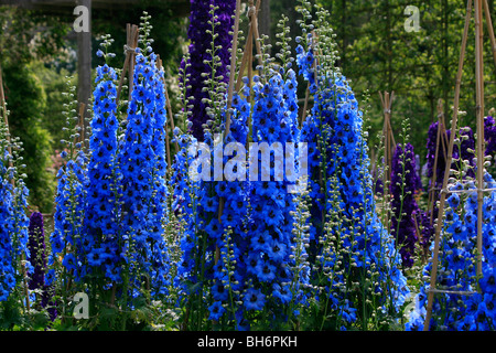 Blooming Delphiniums à jardin d'Alnwick dans le Northumberland. Banque D'Images