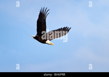 Aigle à tête blanche Banque D'Images