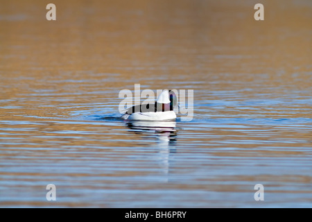 Le Petit Garrot mâle Canard - Bucephala albeola - baignade dans le lac - photographié en lumière chaude à angle faible Banque D'Images