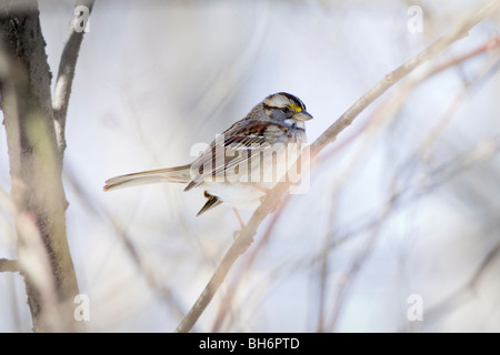 - White-Throated Sparrow Zonotrichia albicollis - perché sur la branche Banque D'Images