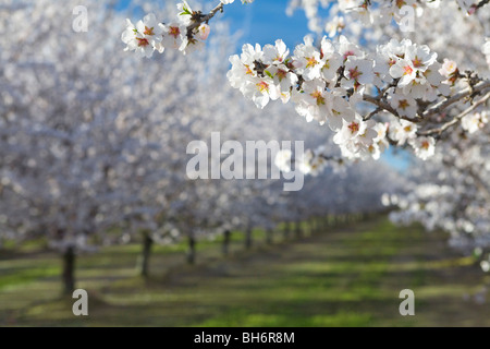 Les amandiers en fleurs dans la Vallée de Sacramento en Californie du nord Banque D'Images