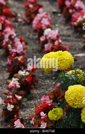 Lit de fleurs de Marigold Begonias aménagement paysager dans le Michigan États-Unis d'en haut de la tête gros plan gros plan personne haute résolution Banque D'Images