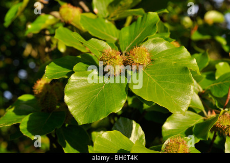 Le hêtre commun (Fagus sylvatica) avec écrous de hêtre Banque D'Images