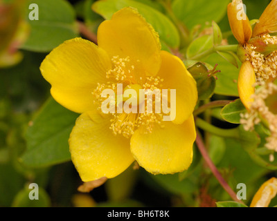 Forrest's Tutsan, hypericum forrestii Banque D'Images