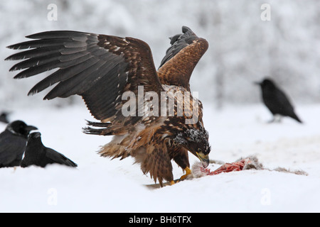 Wild à queue blanche (Haliaetus albicilla) se nourrissant de carcasses de chevreuils Banque D'Images