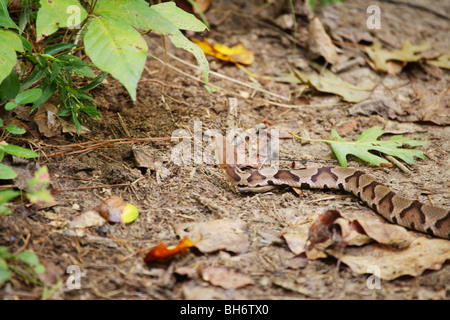 Grand SERPENT COPPERHEAD PORTANT SUR UN SENTIER DE PÊCHE CAMPING VENIMEUX DANGEREUX Morsure de serpent le plus fréquent en France Banque D'Images