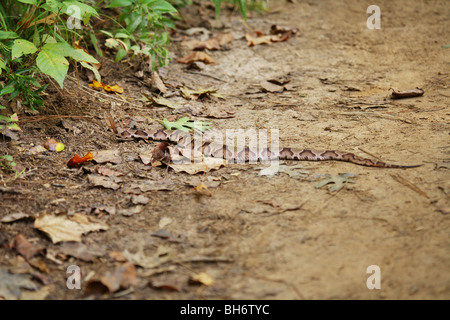 Grand SERPENT COPPERHEAD PORTANT SUR UN SENTIER DE PÊCHE CAMPING VENIMEUX DANGEREUX Morsure de serpent le plus fréquent en France Banque D'Images